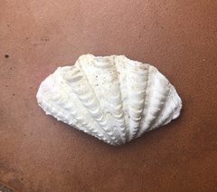 Tridacna