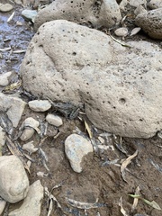 Lithobates yavapaiensis