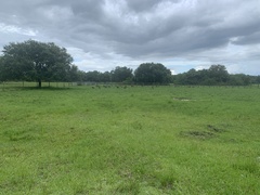 Meleagris gallopavo osceola