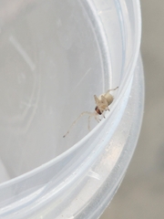 Cheiracanthium inclusum