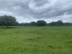 Meleagris gallopavo osceola