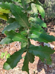 Quercus laeta
