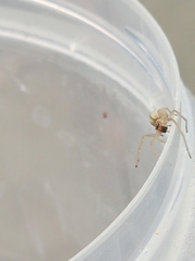 Cheiracanthium inclusum