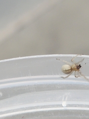 Cheiracanthium inclusum