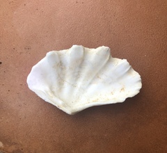 Tridacna