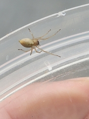 Cheiracanthium inclusum