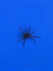 Heteropoda jugulans