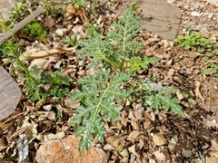 Solanum sisymbriifolium
