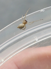 Cheiracanthium inclusum