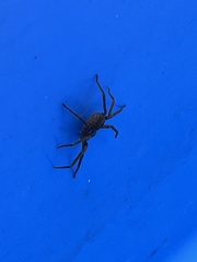 Heteropoda jugulans