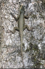 Tropidurus catalanensis