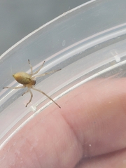 Cheiracanthium inclusum