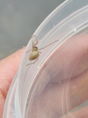 Cheiracanthium inclusum