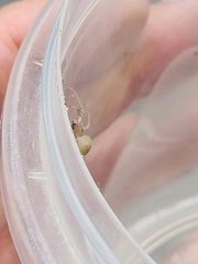 Cheiracanthium inclusum