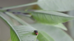 Acmaeodera flavomarginata