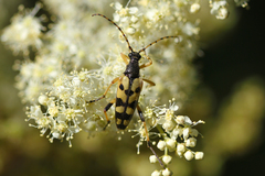 Rutpela maculata
