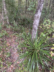 Yucca aloifolia