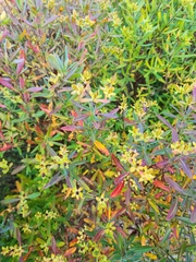 Hypericum kalmianum