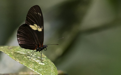 Heliconius