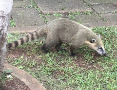 Nasua nasua