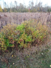 Hypericum kalmianum