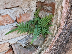 Pteris vittata
