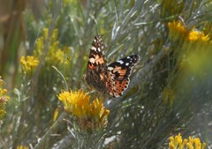 Vanessa cardui