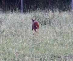 Mazama gouazoubira