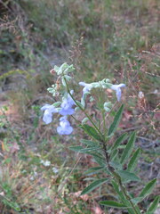 Salvia azurea