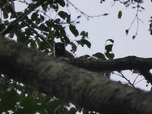 Golden-mantled Saddle-back Tamarin