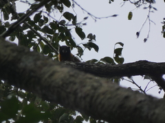 Saguinus tripartitus