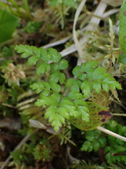 Coptis aspleniifolia