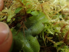 Conocephalum conicum