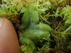 Conocephalum conicum