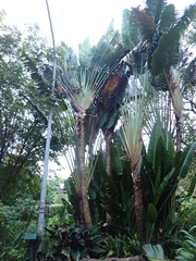 Ravenala madagascariensis