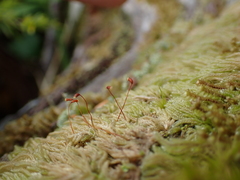 Hypnum circinale