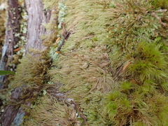 Hypnum circinale