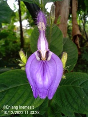 Brillantaisia owariensis
