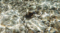 Sufflamen chrysopterum