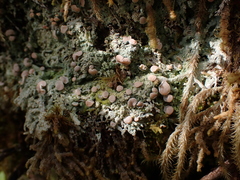 Icmadophila ericetorum