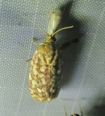 Choristoneura houstonana