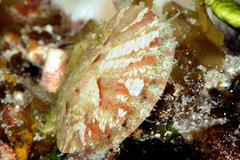 Pectinidae