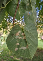 Phyllonorycter lucetiella
