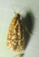 Choristoneura houstonana