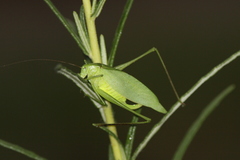 Amblycorypha oblongifolia