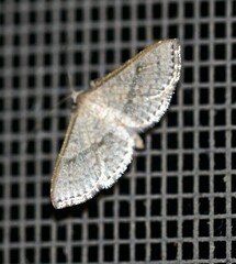 Addaea subtessellata