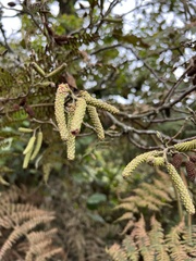 Alnus acuminata