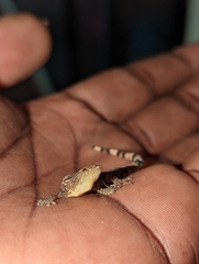 Sphaerodactylus homolepis