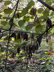 Cercis canadensis