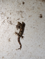 Sphaerodactylus homolepis